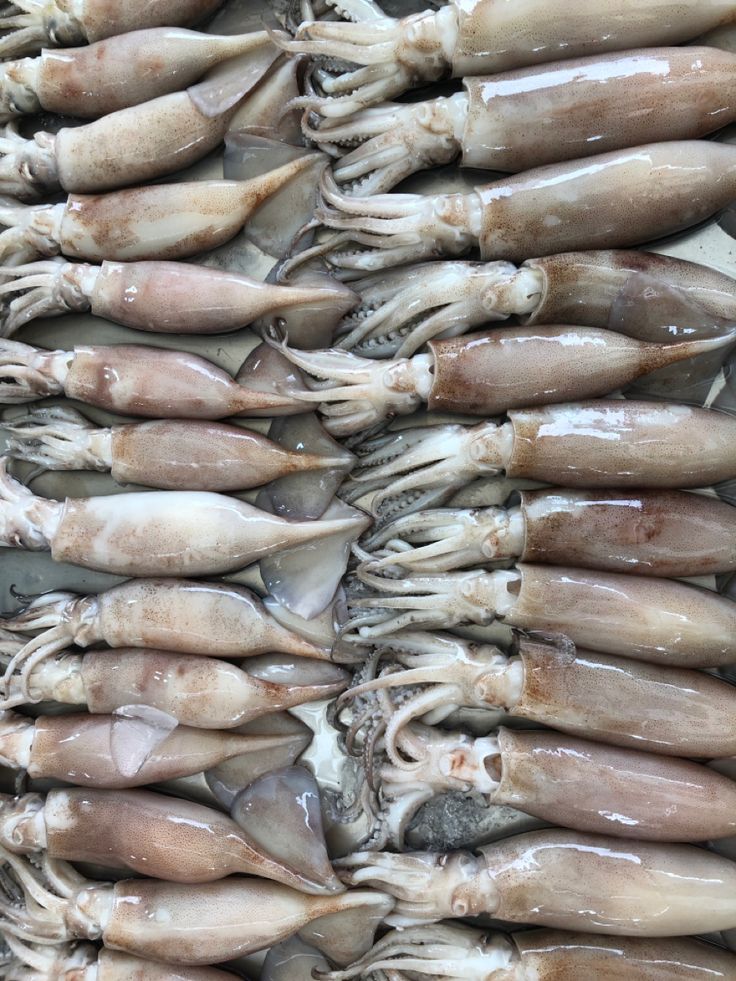Frozen Squid Supplier Worldwide placeholder